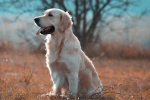 Labrador Retriever Poster 2'x3' Spiritual Animal Print decor dog lover golden  - Picture 1 of 1