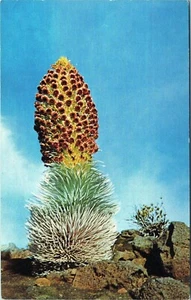 Postal del Parque Nacional Haleakala Silverword Haleakala ODK-2356 sin publicar - Imagen 1 de 2