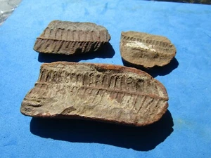   RARE Lot (3)  perified  Ferns 290 million years old Mazon Creek - Picture 1 of 6