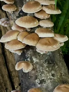 25 Shiitake Mushroom Spawn Dowels - Picture 1 of 12