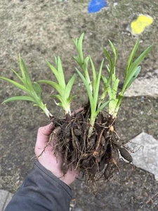 25+ DAYLILY Bare Root Fan Bulbs - SHIPS IN APRIL - Yellow and Orange Perennials - Picture 1 of 7