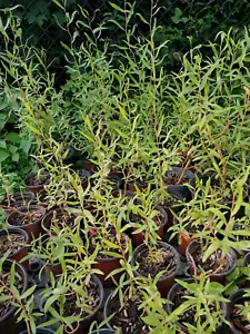 Korkenzieherweide Setzlinge in Topf Jungpflanze Weide Salix anpflanzen Garten - Bild 1 von 3