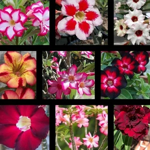 Adenium Rosa Del Desierto, 16 Plantas Con Raíz - Picture 1 of 4