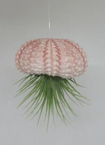 Seeigel m. Tillandsia ion. var. ionantha - Luftpflanzen Zimmerpflanzen Deko DIY - Bild 1 von 3