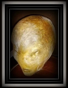 💥UFO - ALIEN HEAD - Taxidermy - JUAN CABANA - Original Art - Sculpture - Gaff😁 - Picture 1 of 12
