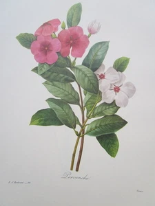 P. J. Redoute 98 Pervenche vintage print - Picture 1 of 1