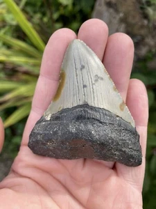 Fossil Megalodon Shark Tooth 23-3.6Million Years Old S.Carolina USA 2.5” - Picture 1 of 8