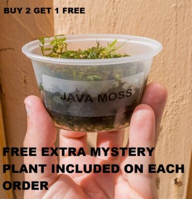 BUY 2 GET 1 FREE Java Moss Freshwater Live Aquarium Plants planted tank aquarium - Image 1 of 2