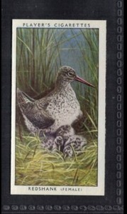 REDSHANK - 80 + year old English Tobacco Card # 14