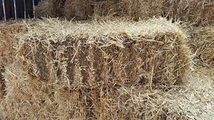 Barley Straw Full Bale, feed or bedding, weed & chemical free, Compact bale - Picture 1 of 1