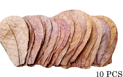 10Pcs Almond Leaves A+ Catappa Ketapang Leaf Shrimp Betta Fish Aquarium Care