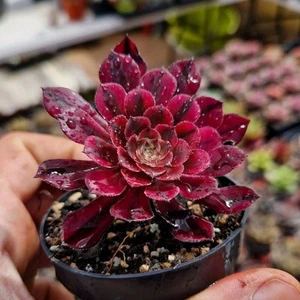 Aeonium "Zwarkin" Variegated 6.5 cm. Pot rare Succulent Cactus Haworthia Sedum - Imagen 1 de 2