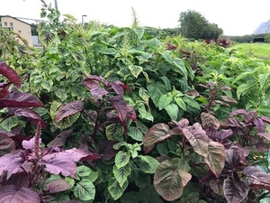 Amaranth Edible Green & Red 5000+ Seeds Heirloom Asian Spinach Vegetable Garden - Picture 1 of 1