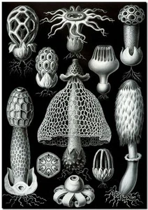 ERNST HAECKEL CANVAS PRINT Art Nouveau Forms in Nature 24"X 18" Basimycetes - Picture 1 of 1