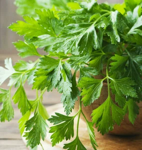 Giant Italian Flat Leaf Parsley Seeds | For Planting Huge Herb Garden Seed 2025 - Picture 1 of 11