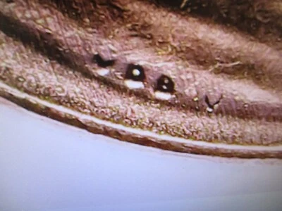 2023 LINCOLN MEMORIAL CENT "EXTRA V" VARIETY GEM BU HIGH GRADE RED      TO - Image 1 of 4