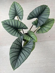 Graziosi Bulbi di Fiori di Alocasia Importati Verde Scuro Confezione da 2 Bulbi - Foto 1 di 4