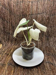 Variegated Monstera Albo- Rare Plant Collections - Picture 1 of 8