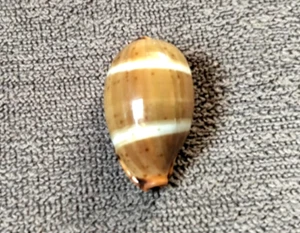 Cypraea palmadusta lutea 23 mm GIOCO PERFETTO GRANDE FORMATO motivo strisce bianche molto affilate - Foto 1 di 8
