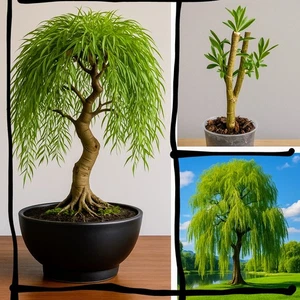 Golden Weeping Willow | Bonsai Starter | Rooted cutting | UK Grown Fully Hardy - Picture 1 of 1
