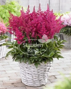 Prachtspiere - Astilbe japonica 'Younique Ruby Red' Staude im 1-Liter Topf - Bild 1 von 2