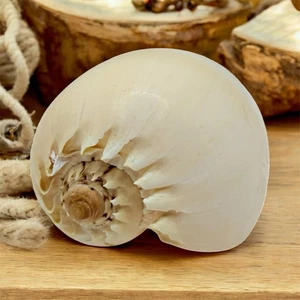 Vintage NATURAL Crowned Baler Melon Voluta Diadema SeaShell 6” - Picture 1 of 6