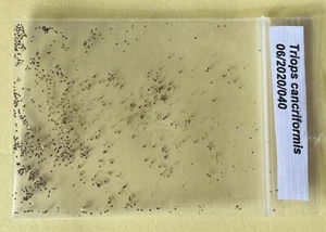 Pure Triopseier aus eigener Kultur "Triops cancriformis" ca. 100 Eier (Charge#2) - Bild 1 von 5