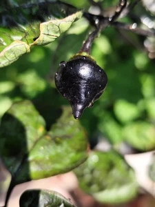Biquinho Black , 10 semillas , Capsicum chinense (533) - Picture 1 of 2