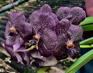 Vanda Black Spot kräftige Pflanze Orchidee Orchideen - Bild 1 von 3