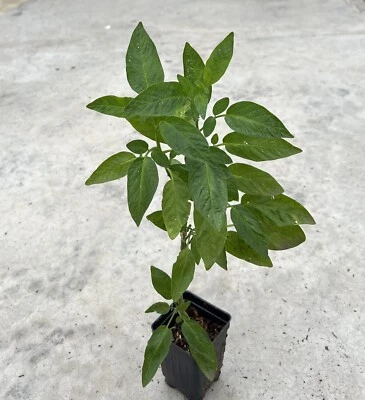 1 Pepino Melon Plant Cutting With Pot 15” Golden Sweet Ginseng Fruit Plant - Image 1 of 4