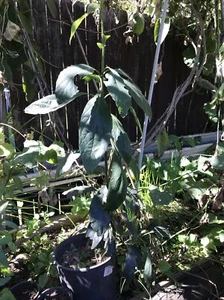 Homegrown ORGANIC AVOCADO HAAS FRUIT TREE SEEDLING PLANT 2 YEARS OLD Over 1m - Picture 1 of 2