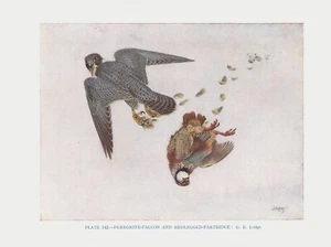 The Peregrine Falcon - 1948 Beautiful Colour Vintage Bird Print by G.E.Lodge - Picture 1 of 2