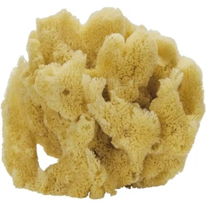 Mezcla de esponja natural de curiosidad mediana 5-7" - Imagen 1 de 1