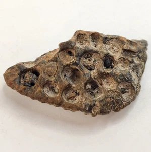 Thecachampsa Osteoderm (Armor Scute) Fossil - Miocene Gavialoid Crocodilian - Picture 1 of 7
