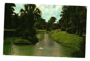 Artesian Well Postcard Sarasota Jungle Gardens Vintage Scenic Florida Landscape - Picture 1 of 2