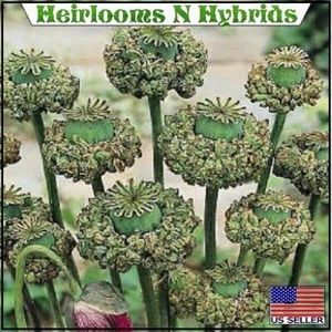 5,000 Organic Hens and Chicks P Somniferum Poppy Seeds For Planting 2025 Harves - Picture 1 of 6