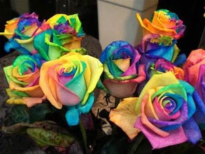 Semillas de Rosa Rosal ARCOIRIS RAINBOW ROSE SEEDS flor color colour iphone sony - Imagen 1 de 11