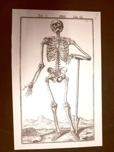 Scheletro fr. Tavola anatomica Litografia Giulio Cesare Casseri 1627 Ristampa - Imagen 1 de 1