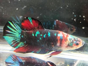 Live Betta Fish Giant Red Galaxy HMPK Male Ready to breed - Picture 1 of 7