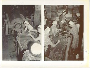 Lot of 3! GREENCASTLE PACKING COMPANY 1944 Reproduction Pennsylvania Photographs - Bild 1 von 2