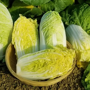 10gram/1200pcs+Baby Napa cabbage Seeds, mini Chinese Napa cabbage seeds 全福娃娃菜种子 - Picture 1 of 3