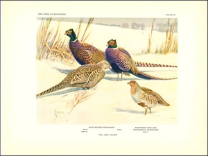 1936 Vintage Print Ring Necked Pheasant Partridge Minnesota Bird Birds Jaques - Picture 1 of 3
