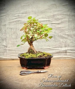 Róż sp. „Dziewczyny z Schwarzwaldu” - Róża karłowata NEAGARI BONSAI / 6 lat - Zdjęcie 1 z 4