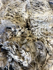 3.5+lbs Wool Navajo Churro Whole fleece spinning weaving prim raw sheep wool - Picture 1 of 11