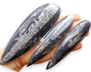 ORTHOCERAS FOSSILE MINERALE COLLEZIONISMO PIETRE MINERALOGIA ARCHEOLOGIA - Foto 1 di 3