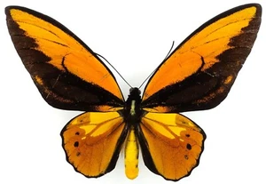 ORNITOPTERA CROESUS TOEANTEI FORMA MĘSKA BERCHMANSI Z WYSPY MOROTAI. - Zdjęcie 1 z 5