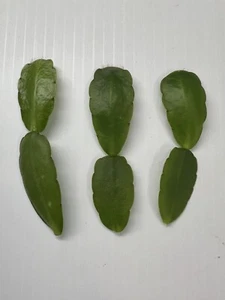 Easter Cactus White Spring Sunrise Cactus 3 New Cuttings Rhipsalidopsis Hatiora - Picture 1 of 9