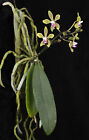 FLASK: Phalaenopsis stobartiana COOL GROWING, FRAGRANT, MINI orchid species