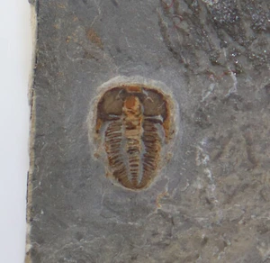 Trilobit, Brachyaspidion, Kambrium, Wheeler Shale, Millard County Utah, USA-L251 - Picture 1 of 4