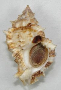 MUREX PERATUS 56.11mm SUPER CHOICE SPECIMEN Bay of Chiriqui, Pacific Panama - Picture 1 of 2